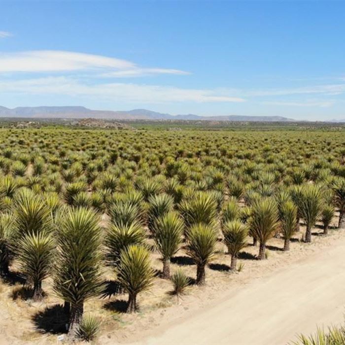 Yucca Extract yog ntau tshaj li ib qho urease inhibitor