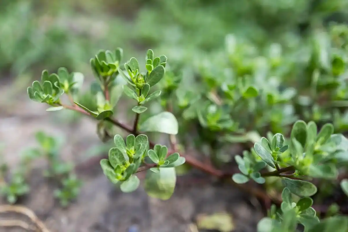 purslane extract purslane extract